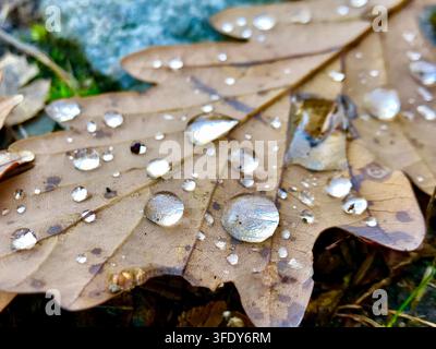 Nahaufnahme eines Herbst-Eichenblatts, das mit kontrastreichen Regentropfen in der Schweiz bedeckt ist Stockfoto
