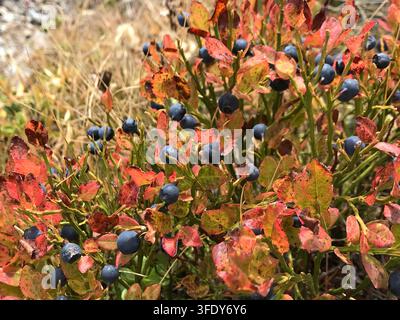 Nahaufnahme eines wilden Blaubeerstrauchs mit roten Herbstblättern und reifen Beeren in den Schweizer Alpen Stockfoto