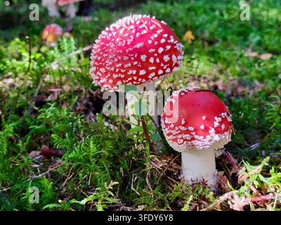 Märchenhafte Fliegenpilze in zwei Größen auf einem weichen, moosigen Waldboden, Schweizer Natur Stockfoto