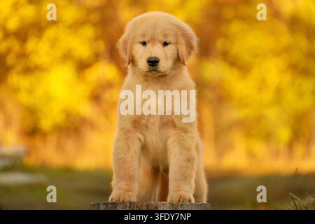 Ein Golden-Retriever-Welpe sitzt auf dem Gras vor dem Hintergrund eines warmen goldenen Herbstwaldes Stockfoto