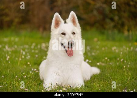 Weißer Schweizer Schäferhund liegt auf grünem Gras mit Gänseblümchen Stockfoto