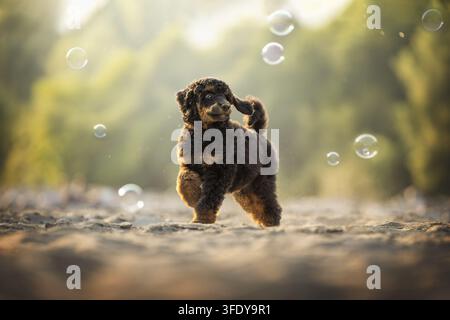 Royal Pudelwelpe Stockfoto