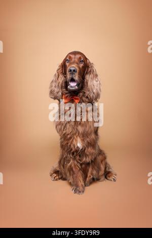Irish Red Setter Stockfoto