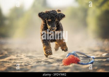 Royal Pudelwelpe Stockfoto