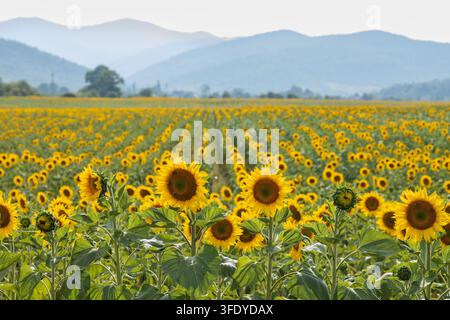 endloses Feld mit schönen blühenden Sonnenblumen vor dem Hintergrund der Berge Stockfoto