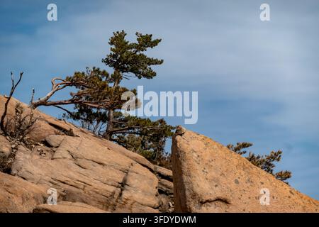 Felsiger Bergpfad mit gestapelten Steinhaufen zwischen großen Granitblöcken, eingerahmt von Kiefern und einem klaren blauen Himmel. Stockfoto