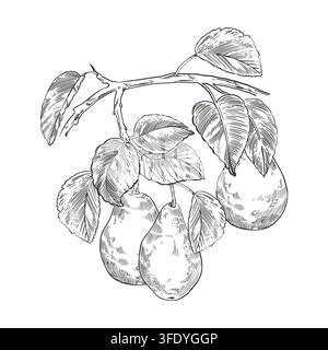 Ein Birnenzweig mit reifen Früchten und Blättern, handgezeichnet in Tinte. Botanische Illustration von frischen Gartenfrüchten für Design am Bauernmarkt, Ernte Stock Vektor