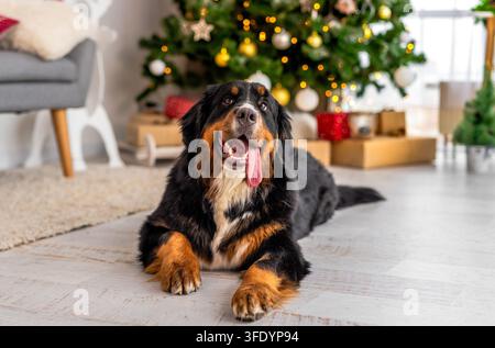 Berner Sennenhund Liegt Vor Dem Weihnachtsbaumdekor Stockfoto