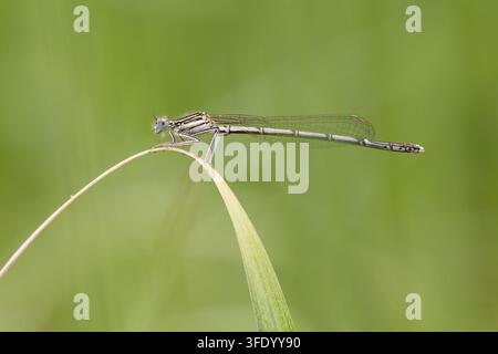 Weißbeinige Azurjungfer Platycnemis pennipes sitzt auf einem Grashalm vor einem sanft verschwommenen grünen Hintergrund Stockfoto