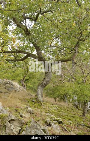 Laubwald an einem steilen Hang mit Blick auf den Edersee, eine Eiche (Quercus) mit knorrigem Wuchs, Waldboden bedeckt mit Moosen und Flechten, aut Stockfoto