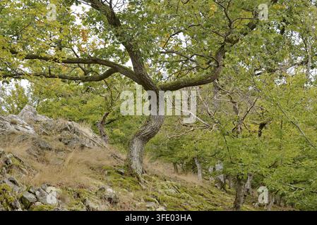 Laubwald an einem steilen Hang mit Blick auf den Edersee, eine Eiche (Quercus) mit knorrigem Wuchs, Waldboden bedeckt mit Moosen und Flechten, aut Stockfoto