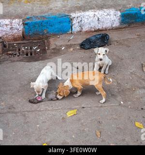 Kolkata, Indien – 1. Januar 2026: hungrige Streunerwelpen fressen eine Ratte auf der Straße. Stockfoto