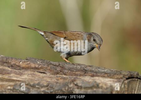 Dunnock-Vogel (Prunella modularis) sitzt auf einem strukturierten Baumstamm in seinem natürlichen Lebensraum, Nahaufnahme des gesamten Körperprofils des Heckenammer-Sperlings Stockfoto
