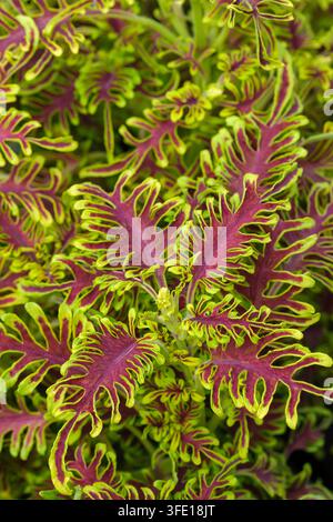 Coleus Skeletal, tief geschnittene, grätenförmige kastanienbraune Blätter mit einem Rand in lebhaftem Limonengrün Stockfoto