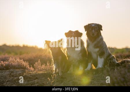 Miniature Australian Shepherd Stockfoto