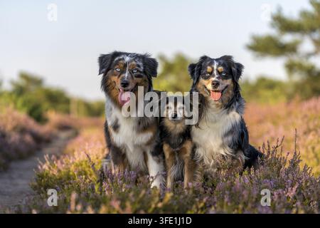 Miniature Australian Shepherd Stockfoto