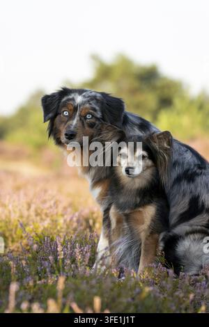 Miniature Australian Shepherd Stockfoto