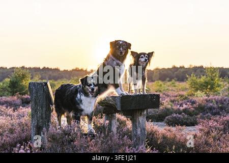 Miniature Australian Shepherd Stockfoto