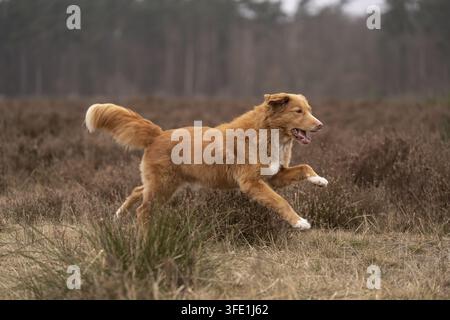 Nova Scotia Duck Tolling Retriever Stockfoto