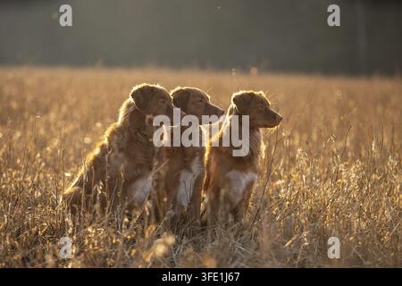 Nova Scotia Duck Tolling Retriever Stockfoto