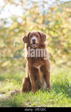Nova Scotia Duck Tolling Retriever Stockfoto