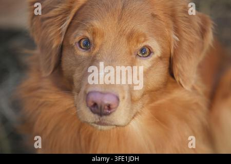 Nova Scotia Duck Tolling Retriever Stockfoto