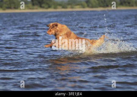 Nova Scotia Duck Tolling Retriever Stockfoto