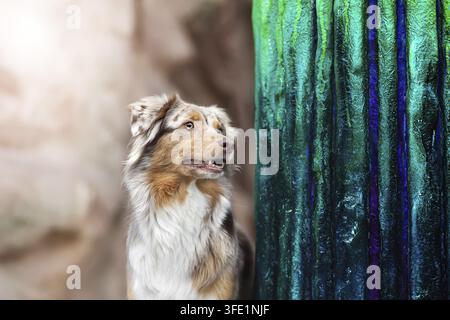 Miniature Australian Shepherd Stockfoto