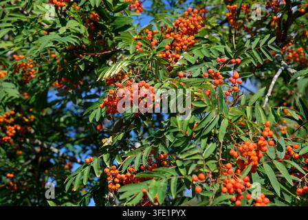 Rowanbeeren am Baum, Norfolk, England Stockfoto