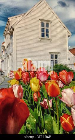 Bunte Tulpen vor einem weißen Holzhaus in Morway im Mai Stockfoto