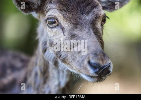Nahaufnahmeporträt eines Rehs im Wald Stockfoto