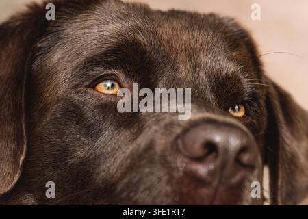 Nahaufnahme-Porträt eines Schokoladen-Labradors Stockfoto