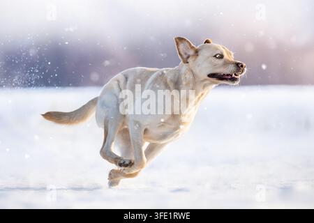 Gelber Labrador-Mann rennt durch den Schnee Stockfoto