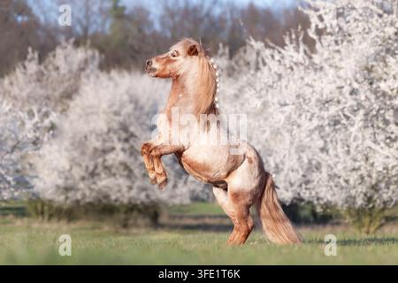 Shetland-Pony Wallach, der vor blühenden Bäumen schreckt Stockfoto