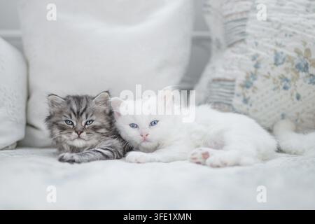 Zwei deutsche Langhaarkätzchen liegen zusammen Stockfoto