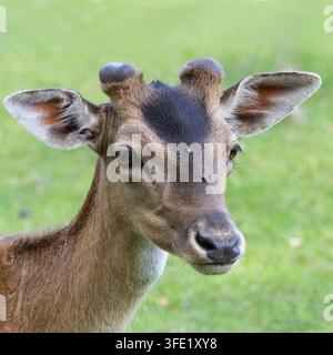 Detailliertes Kopfporträt eines jungen männlichen Rehs mit wachsendem Hochwald-Gehörn vor einem unscharfen Hintergrund aus grünem Gras in Deutschland. Stockfoto