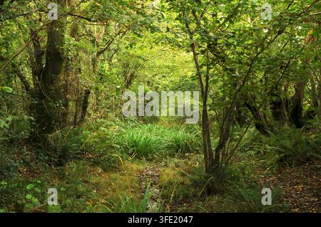 Mount Pleasant Lane, Kingcombe Meadows National Nature Reserve, Dorset, Großbritannien Stockfoto