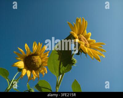 Niedrigwinkelaufnahme von zwei gelben Sonnenblumen, die vor einem klaren blauen Himmel blühen, mit scharfem Blattschatten auf einem grünen Blatt Stockfoto