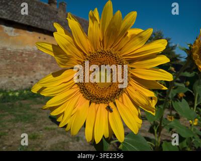 Nahaufnahme einer jungen gelben Sonnenblume, die mit einer Blattschneiderbiene (Megachile) in einem rustikalen Dorfgarten unter einem blauen Himmel blüht Stockfoto