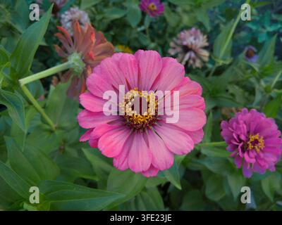 Oberblick-Nahaufnahme einer einzelnen lebendigen magentaroosa Zinnia-elegans-Blüte mit einem hellgelben sternförmigen Zentrum Stockfoto