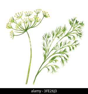 Handgemalte Aquarellillustration von zwei Dillstielen mit einem Schirm aus Blüten und fiedrigen Blättern. Für Einlege-Rezeptgestaltung, Marinaden Stockfoto