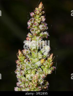 Gemeine Sauerampfer (Rumex acetosa) Weibchen Makro Nahaufnahme des oberen Teils zeigt Detail der Blüten mit behaarten Narben auf einem verschwommenen dunkelgrünen Hintergrund Stockfoto