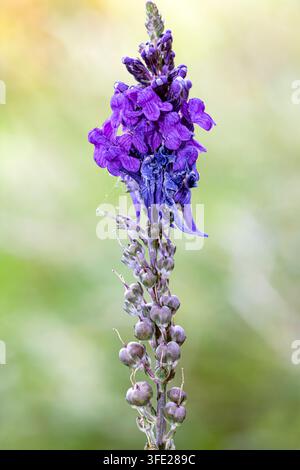 Lila Flockenblume (Linaria purpurea) Blütenstand mit vielen lila und blauen Blüten und Früchten darunter auf einem verschwommenen grünen Hintergrund Stockfoto