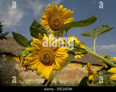 Niedrigwinklige Ansicht eines hohen, verzweigten gelben Sonnenblumenbüschels, der blüht, mit einer Schweißbiene vor einem rustikalen alten Dorfhaus. Stockfoto