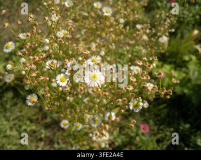 Nahaufnahme von wilden einjährigen Fleckenblumen (Erigeron annuus) mit blütenähnlichen Blüten und trockenen Samenköpfen in einem sonnigen Gartenbeet. Stockfoto