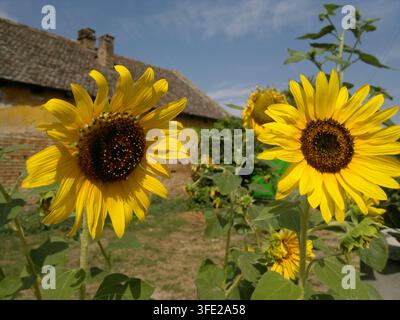Nahaufnahme der Vorderseite von zwei großen reifen gelben Sonnenblumen, die vor einem rustikalen alten Dorfhaus mit Ziegeldach unter einem blauen Himmel blühen. Stockfoto
