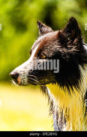 Nahaufnahme-Porträt eines nassen schwarz-weißen Border Collies mit markanten Augen, umgeben von weicher grüner Naturvegetation und warmem Sonnenlicht. Stockfoto