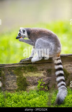Ringkauz-Lemur, der auf einem Baumstamm frisst Stockfoto