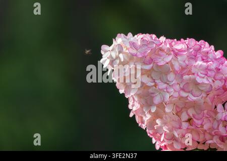 Romantische, weiche und schöne Muster rosa Hortensien Blumen Hintergrund. Rosa Hortensien Blume im Garten. Stockfoto