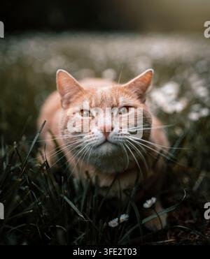 Süße Katze sitzt im Garten im Freien Stockfoto